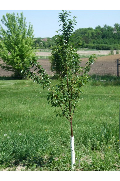 Слива Ісполінська – пізній сорт