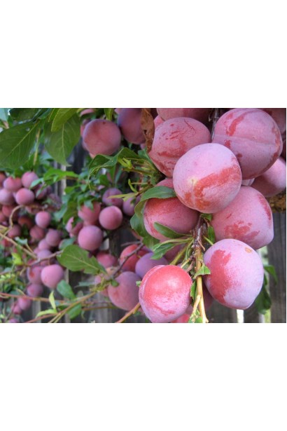 Темно-фіолетові плоди сливи Ісполінська