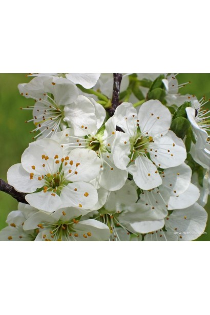 Цвітіння сливи Ісполінська