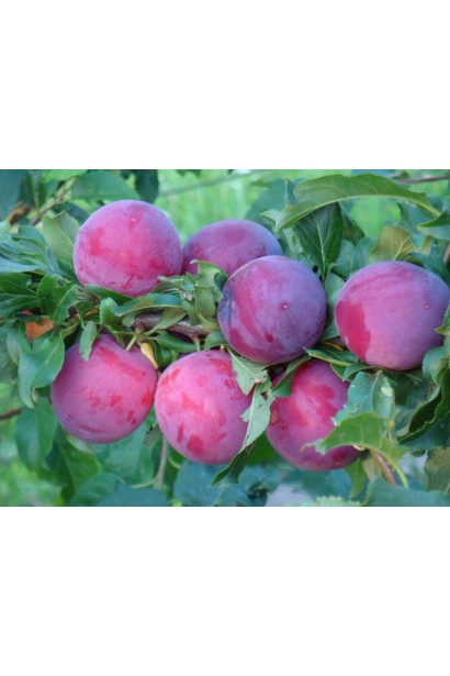 Слива домашня Ісполінська (пізня)