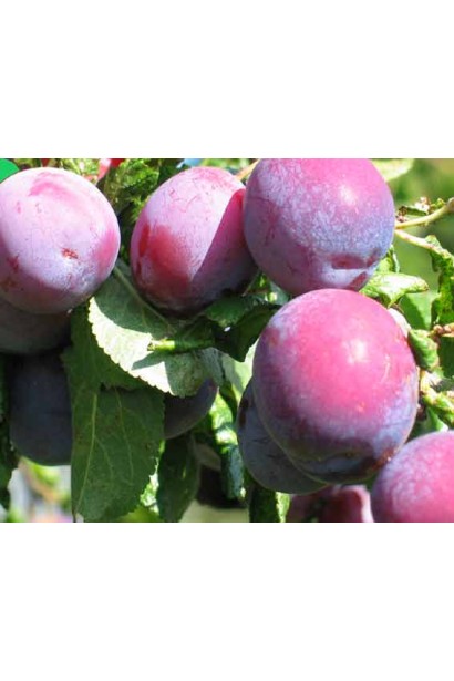 Prunus Ispolinskaya – масивні фіолетові плоди