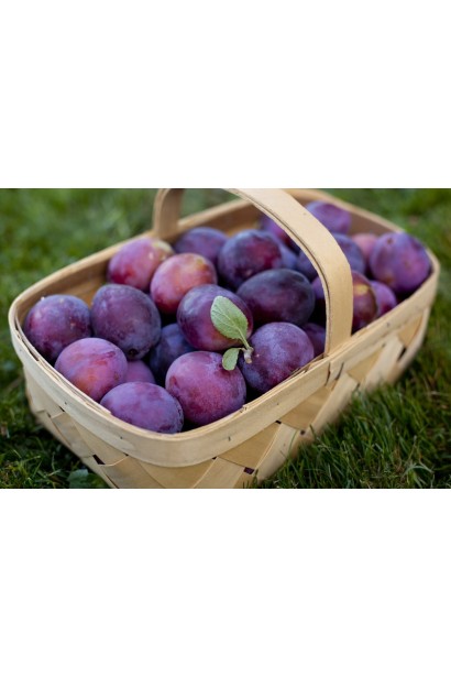 Слива Ісполінська – плоди