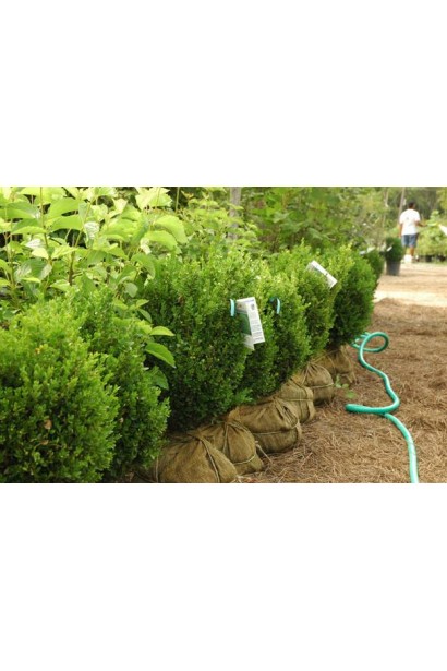 Саженцы самшита вечнозеленого Суфрутикоза