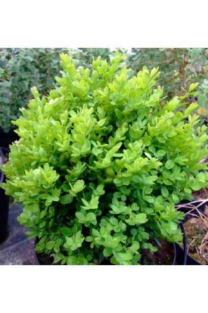 Самшит вечнозеленый Суфрутикоза – плотная крона