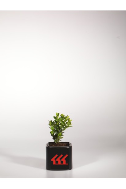 Самшит вечнозеленый Суффрутикоза