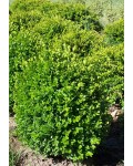 Самшит вечнозеленый Суффрутикоза | Buxus sempervirens Suffruticosa | Самшит вічнозелений Суффрутікоза
