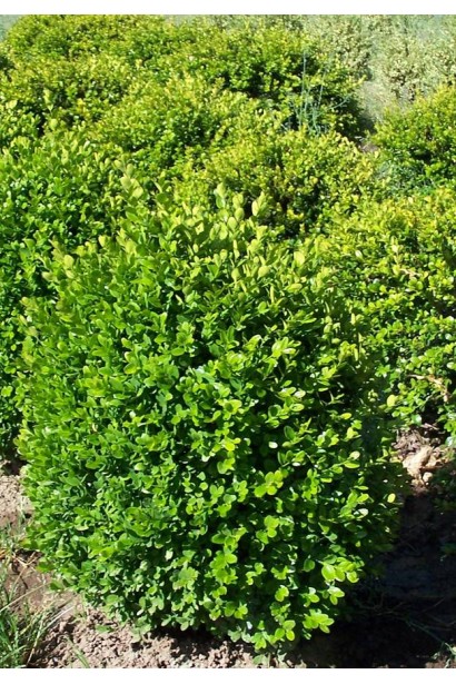 Самшит Суфрутикоза – компактный низкорослый куст.