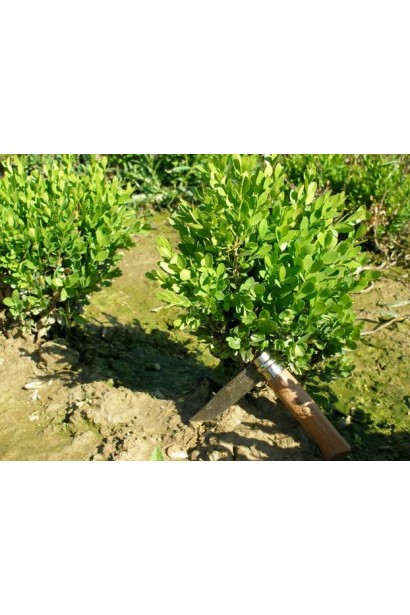 Buxus Suffruticosa – зеленый акцент для клумбы.