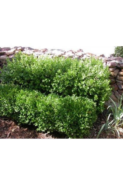 Buxus sempervirens Suffruticosa