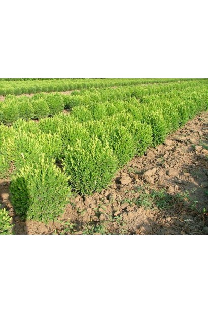 Саженцы в садовом центре