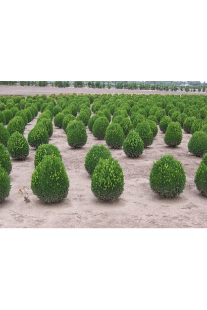 Самшит вечнозеленый Суффрутикоза