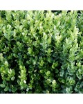 Самшит вечнозеленый Суффрутикоза | Buxus sempervirens Suffruticosa | Самшит вічнозелений Суффрутікоза