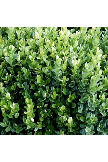 Листья самшита вечнозеленого суффрутикоза