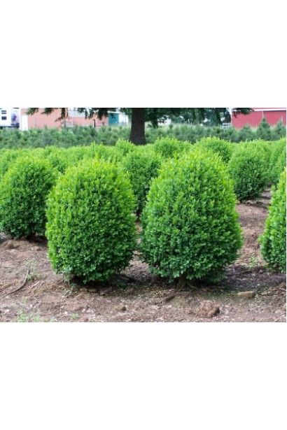 Suffruticosa – декоративный кустарник для контейнеров