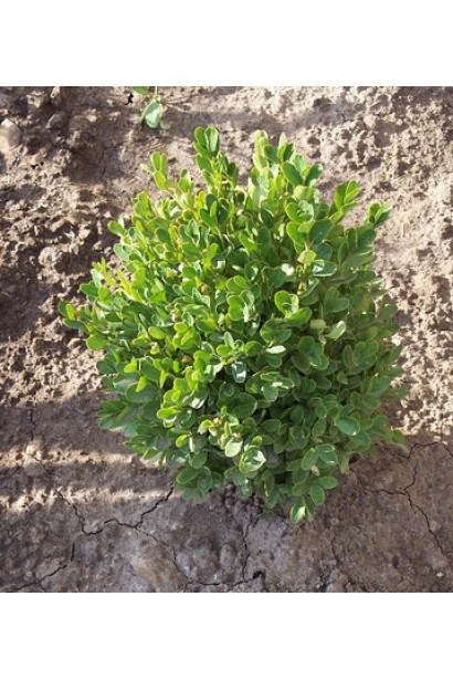 Вечнозеленый Суфрутикоза – куст для создания бордюров