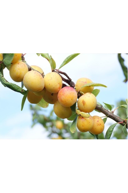 Великі жовті сливи Золота Крапля