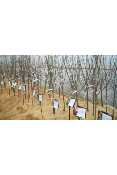 Саджанці сливи Золота Крапля