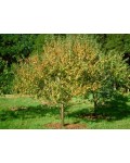 Слива домашняя Золотая Капля (поздняя) | Слива домашня Золота Крапля (пізня) | Prunus domestica Golden Drop (late)