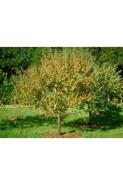 Дерево сливи Золота Крапля у плодоносний сезон