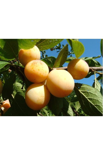 Золота Крапля – яскраво-жовті плоди