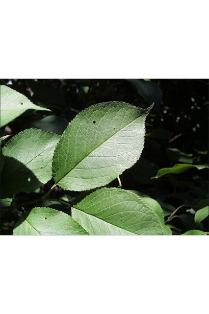 Листя сливи Золота Крапля