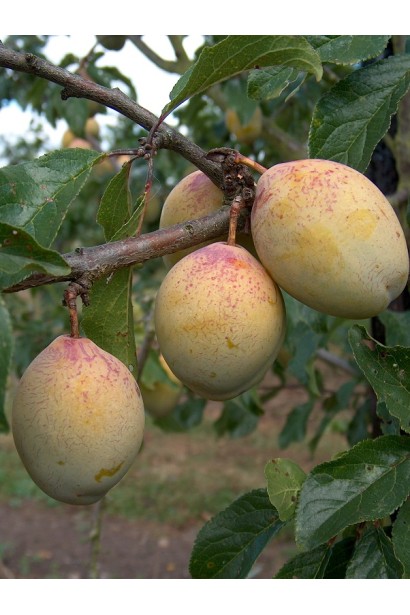 Стиглі плоди сливи Золота Крапля