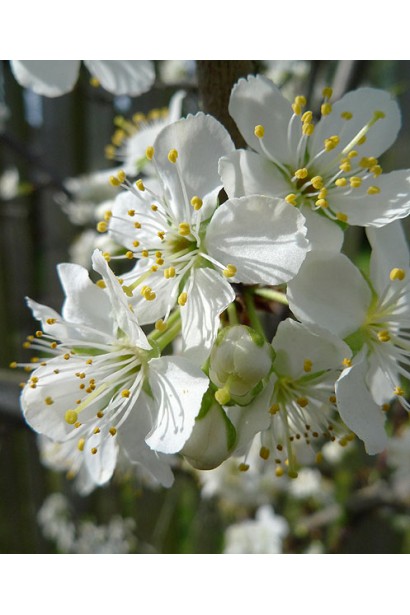 Цвітіння сливи Золота Крапля