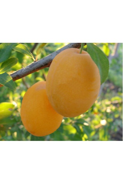 Prunus Golden Drop – пізній урожай