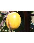 Слива домашняя Золотая Капля (поздняя) | Слива домашня Золота Крапля (пізня) | Prunus domestica Golden Drop (late)
