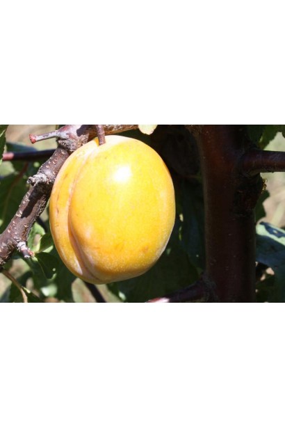 Prunus domestica Golden Drop (late)