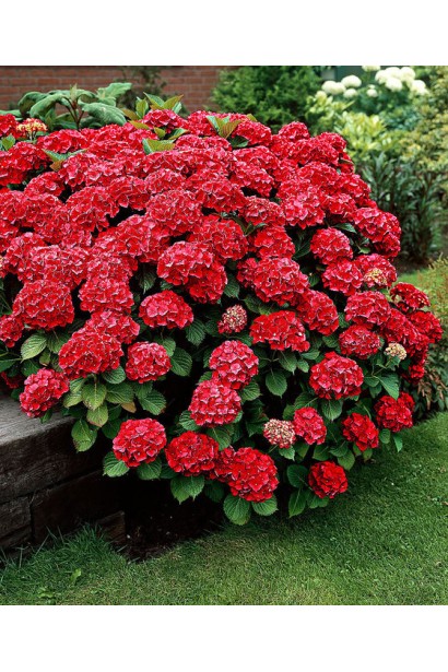 Гортензія широколиста Хот Ред