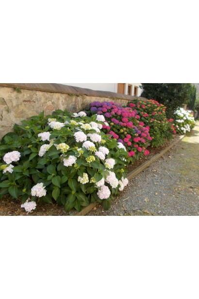 Гортензія широколиста Хот Ред ландшафтна композиція