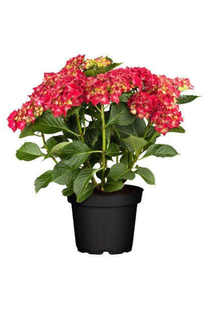 Hydrangea macrophylla Hot Red