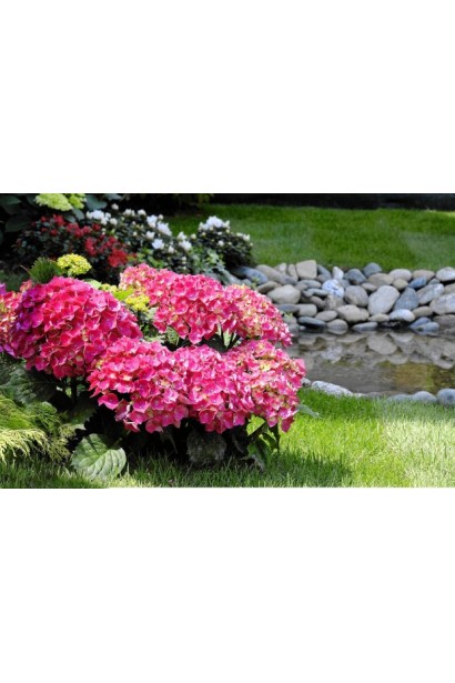 Гортензія широколиста Хот Ред в ландшафті