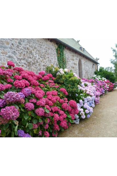 Гортензія садова Хот Ред в алейній посадці