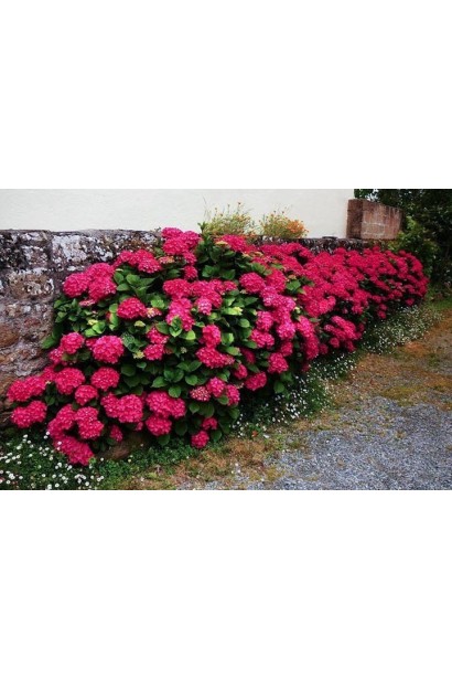 Hydrangea Hot Red бордюрна посадка