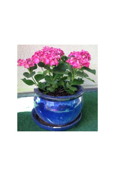 Гортензія макрофіла Хот Ред в декоративному горщику