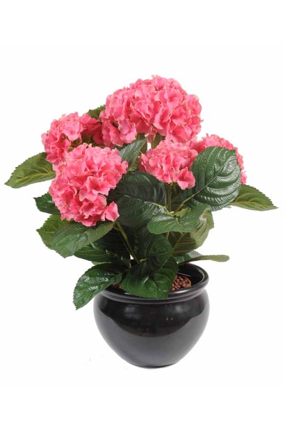 Гідрангія великолиста Хот Ред