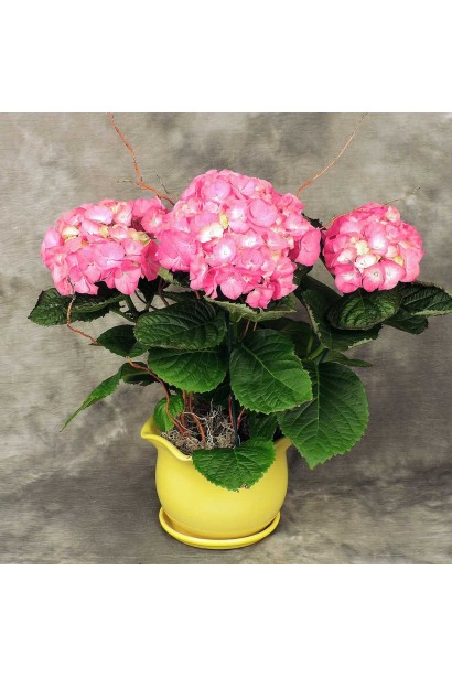 Гортензія Хот Ред кулясті суцвіття