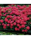 Гортензія широколистна Хот Ред | Hydrangea macrophylla Hot Red | Гортензия широколистная Хот Ред