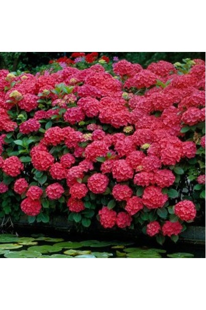 Гортензія червона Хот Ред ряснне цвітіння