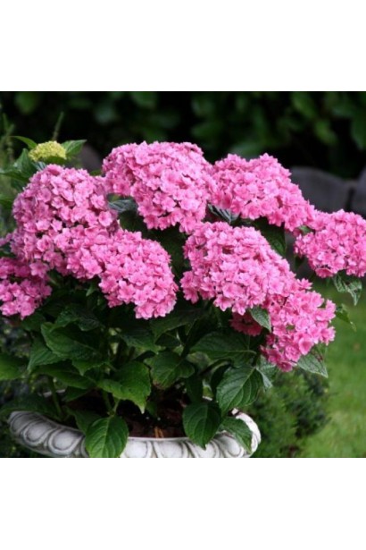 Гортензія широколиста You & Me Together 