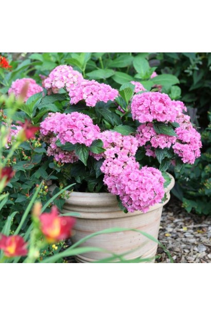 Гідрангія великолиста Ю енд мі Тугезе