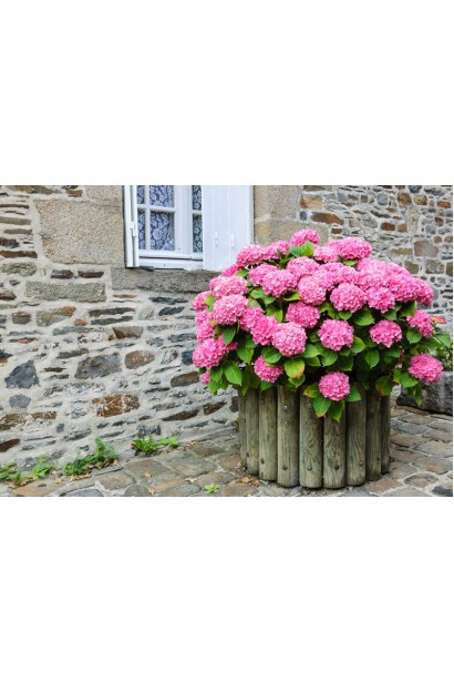 Гортензія садова Ю енд мі Тугезе ландшафтний дизайн 