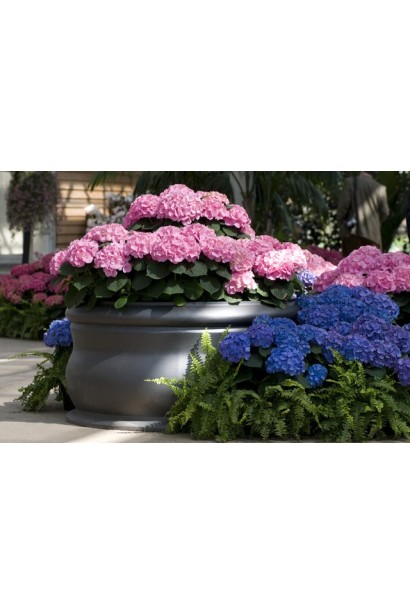 Гортензія Ю енд мі Тугезе ландшафтна композиція