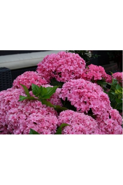 Гортензія широколиста Ю енд мі Тугезе