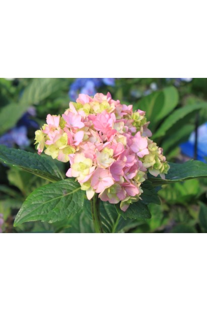 Hydrangea You & Me Together 