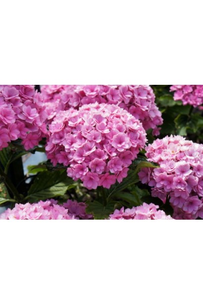 Гортензія великолиста Ю енд мі Тугезе кулясті рожеві суцвіття