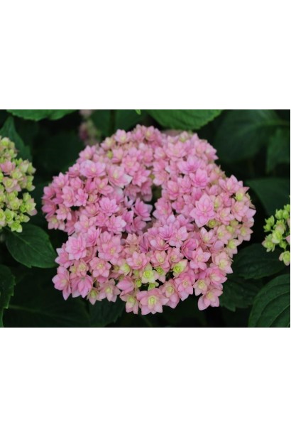 Гортензія  Ю енд мі Тугезе рожева квітка