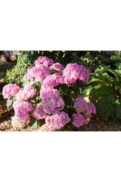 Гортензія широколиста Ю енд мі Тугезе рясне цвітіння